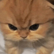 绝望老实的农村人