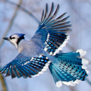 ItsBlueJAy