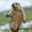 scared marmot