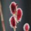 Japanese Pink Pussy Willow