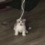 茶颜