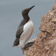 Trent - steam id 76561197970791147