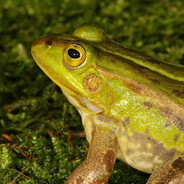 molbert temporaria