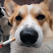 网友张逆爬