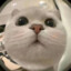 欧猫子