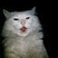 white Cat
