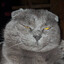 chonky cat