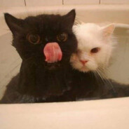 双叶幼稚园の园草