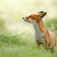 HappyFox