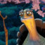 Master Oogway