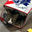 PBR KITTY