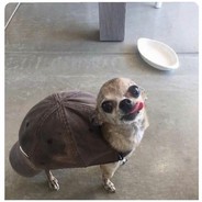 Turtle Boi