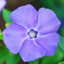 Periwinkle