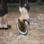 Horse&#039;s Front Right Hoof