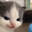 Sup Im A Cat