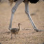 lil ostrich
