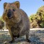 Quokka