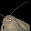 Moth