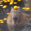 Capybara