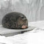 SgtFatSeal