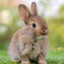 NeglectedBunny