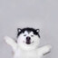 黑山羊