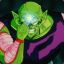 Piccolo