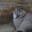 Poes
