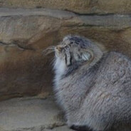 Poes