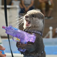 Mr Nutria