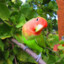 TheBirb_Guy
