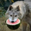 Watermelon_Wolf