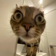 牛奶加糖是甜的你逼我说是咸的