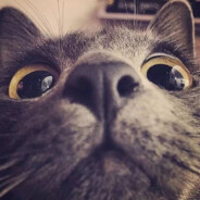 麦麦脆汁鸡小汉堡