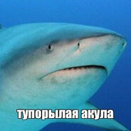 ЗУБАСТАЯ АКУЛА ༼