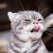 apex？布罗特亨德尔都不玩