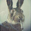 The Humble Lagomorph's avatar