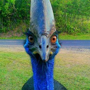 Cassowary