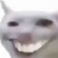 の猫
