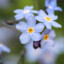 Forget Me Not