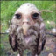 Goose
