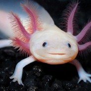 Axolote