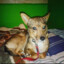 Mishka