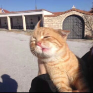 小猫咪能有什么坏心思