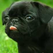 Pugdog