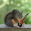 SquirrelyJam