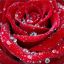 red rose  ---&lt;--@