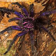 Spider Demon!