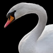 Swan