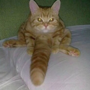 和小猫一起散步